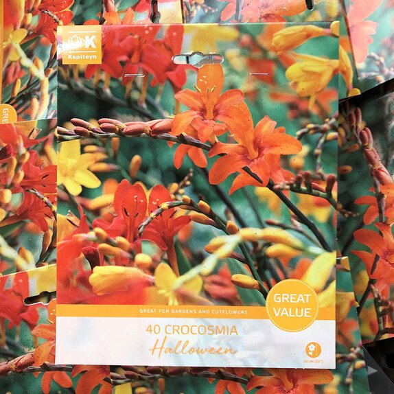 Crocosmia Halloween Great Value Pack