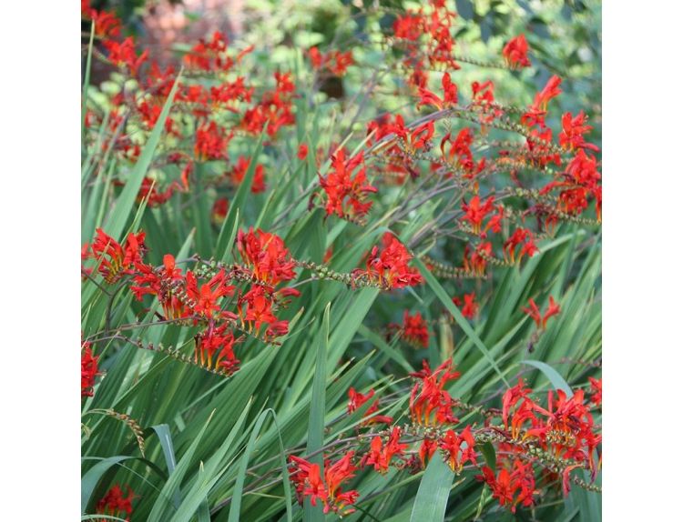 Crocosmia Lucifer