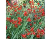 Crocosmia Lucifer