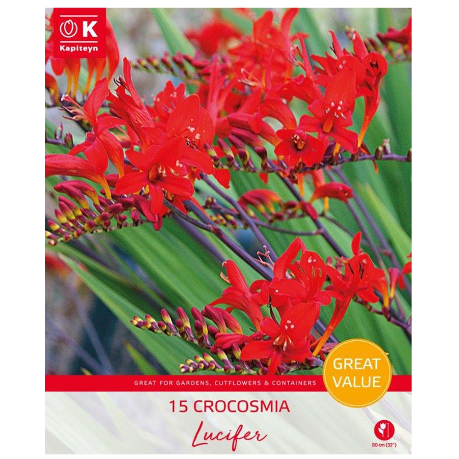 Crocosmia Lucifer Great Value Pack Knights Garden Centres