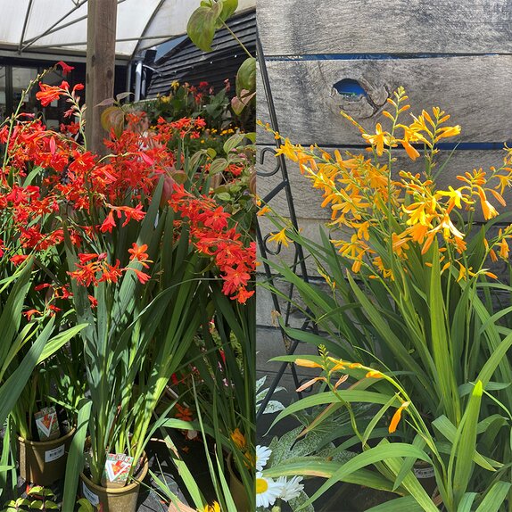 Crocosmia mix