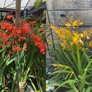 Crocosmia mix