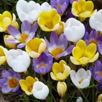 Crocus