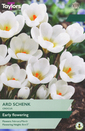 Crocus - Ard Schenk (12 Bulbs)