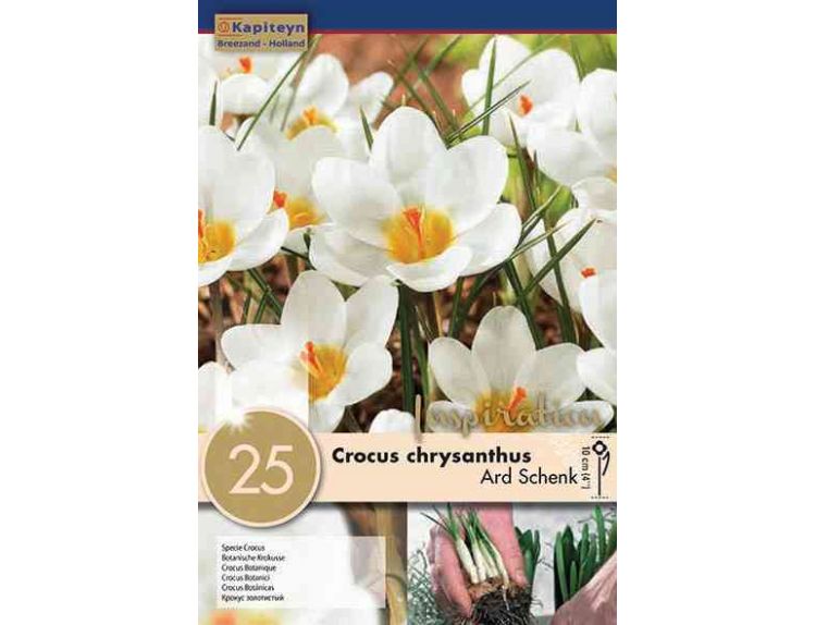Crocus Ard Schenk
