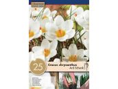 Crocus Ard Schenk