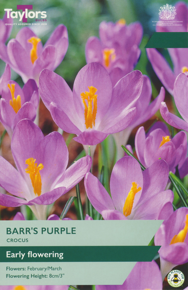 Crocus - Barr's Purple 