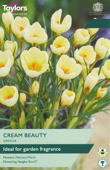 Crocus - Cream Beauty (12 Bulbs)