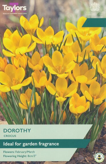 Crocus - Dorothy