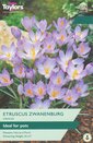 Crocus - Etruscus Zwanenburg