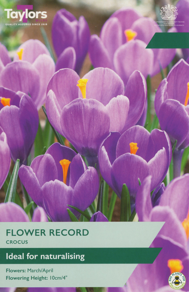 Crocus - Flower Record (12 Bulbs)