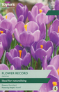 Crocus - Flower Record (12 Bulbs)
