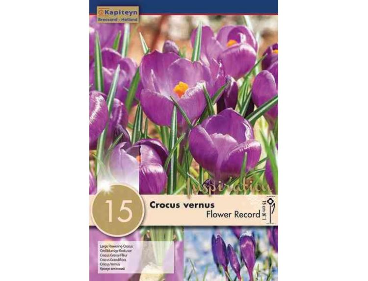Crocus Flower Record