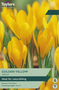 Crocus - Golden Yellow
