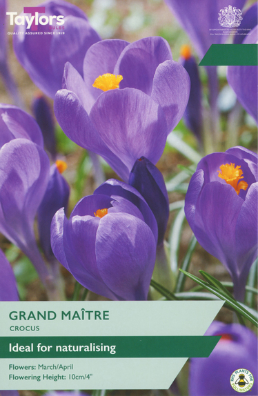 Crocus - Grand Maitre (12 Bulbs)