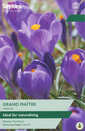 Crocus - Grand Maitre (12 Bulbs)