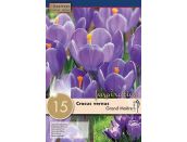 Crocus Grand Maitre