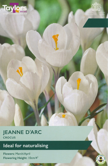 Crocus - Jeanne D'Arc (12 Bulbs)