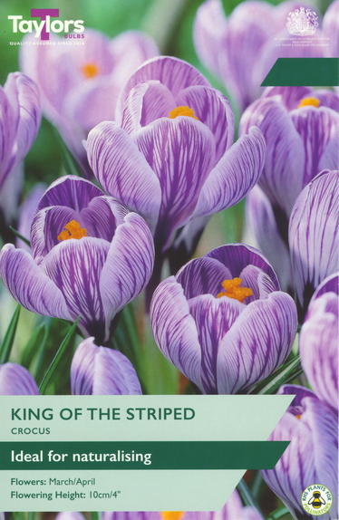Crocus - King Of The Striped