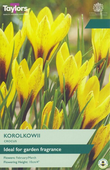 Crocus - Korolkowii