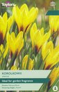 Crocus - Korolkowii