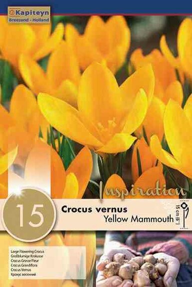 Crocus Large Flowering Yellow Memmouth