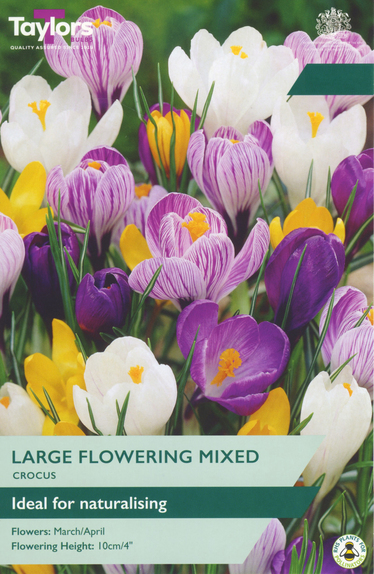 Crocus - Mixed 