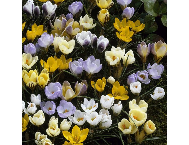 Crocus Mixed Species