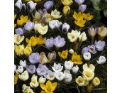 Crocus Mixed Species