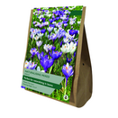Crocus - Naturalising Mixed Colours