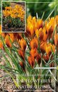 Crocus olivieri ssp balansae Orange Monarch
