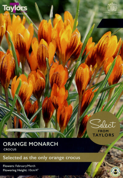 Crocus - Orange Monarch