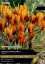 Crocus - Orange Monarch