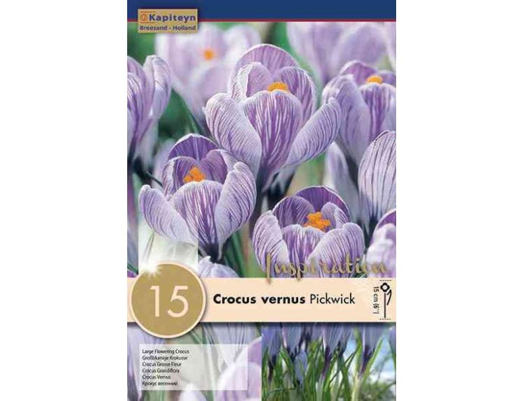 Crocus Pickwick