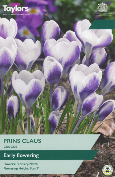 Crocus - Prins Claus (12 Bulbs)