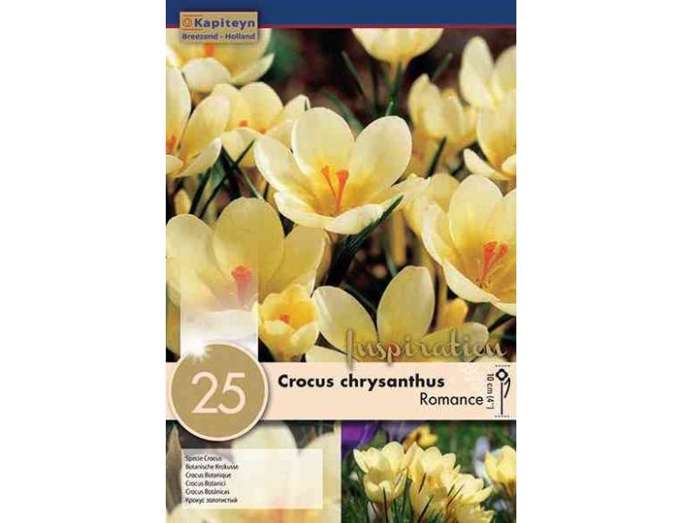 Crocus Romance