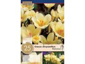 Crocus Romance