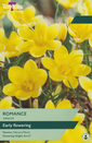 Crocus - Romance Yellow