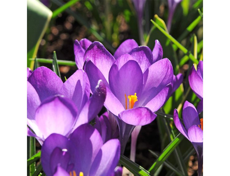 Crocus Ruby Giant