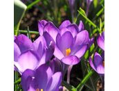 Crocus Ruby Giant