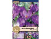 Crocus Ruby Giant