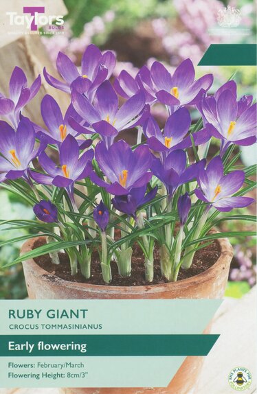 Crocus - Ruby Giant (25 Bulbs)