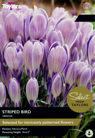 Crocus - Striped Bird