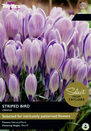 Crocus - Striped Bird