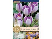 Crocus Vanguard