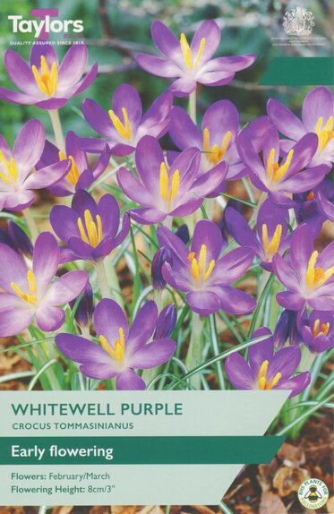 Crocus - Whitewell Purple