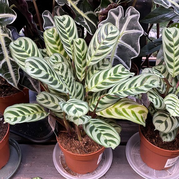 Ctenanthe burle-marxii Air So Pure