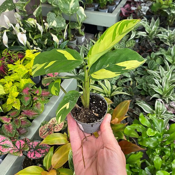Ctenanthe Golden Mosaic bambino