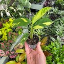 Ctenanthe Golden Mosaic bambino