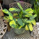 Ctenanthe pilosa 'Mosaic'